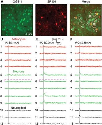 Cortical Plasticity Induced by Anodal Transcranial Pulsed Current Stimulation Investigated by Combining Two-Photon Imaging and Electrophysiological Recording